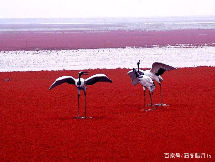 青岛胶州湾湿地出现 100 公里的红海滩，这是怎么形成的？
