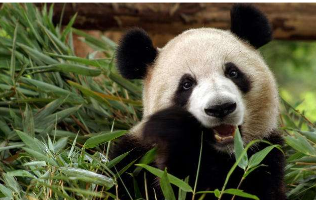 熊猫是肉食动物还是素食动物