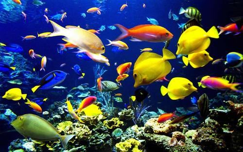 大海里有什么植物和动物？