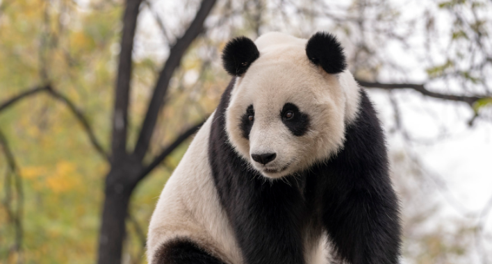 大熊猫公开招募认养的方式你怎么看？你觉得这样的做法对它们来说是好是坏？