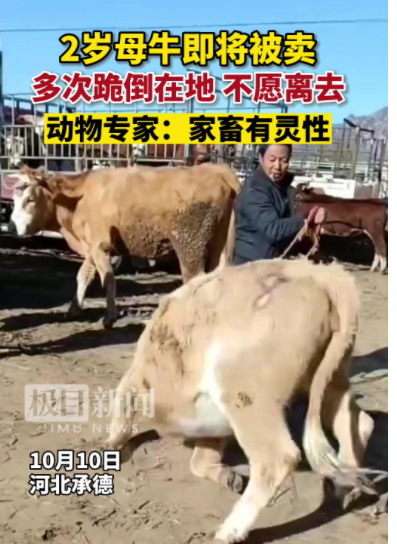 2岁母牛被卖跪地不走感动网友，这一幕为何让人感到心酸？