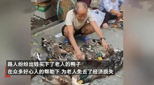 老人赶集卖的鸭被闷死了，路人纷纷买下，大家的善举有多感动人？