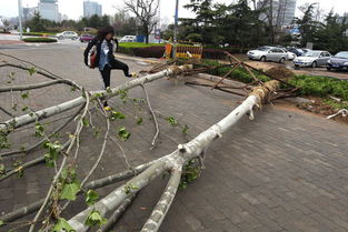江苏大风导致11死102伤，我国哪些地区大风天多？