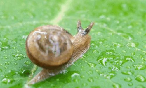 蜗牛是益虫还是害虫吗